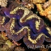 clam_giant_kk_h_0705_png1470.jpg